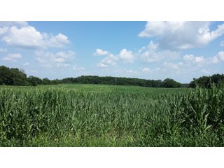 Property photo 3 - Real Estate Auction - 125.5 Acres in 6 Tracts - Tillable Farmland, Country Home, Building Sites, Wooded Land